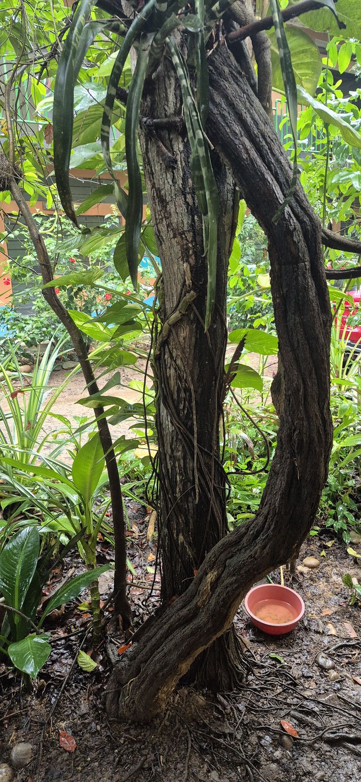 ねじれながら伸びるつる植物