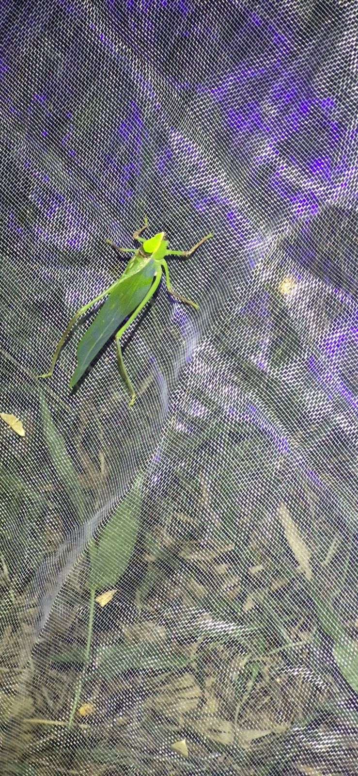 夜の網にとまる緑のキリギリス