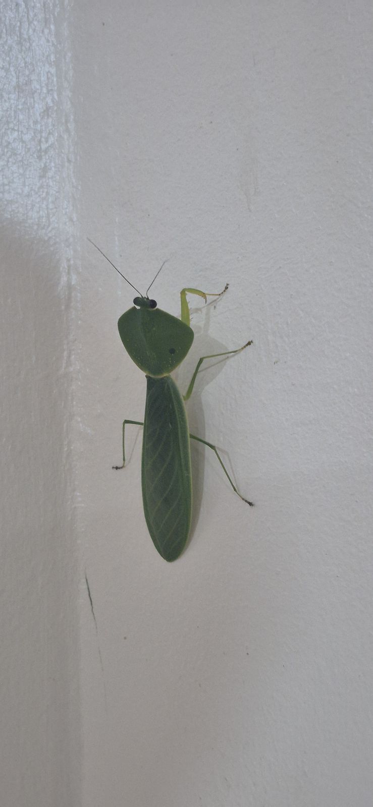 白い壁にとまる緑のカマキリ