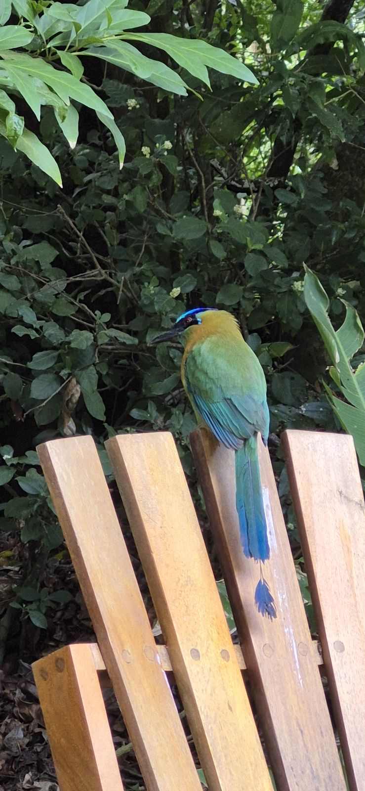 木の椅子にとまる青い尾羽の鳥