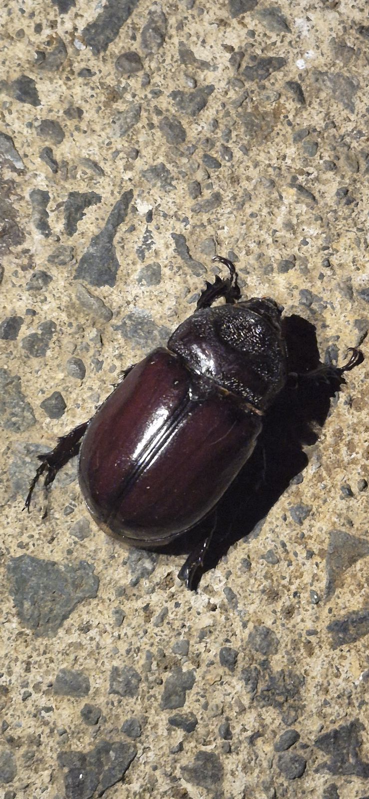 地面を歩くつやのあるカブトムシ