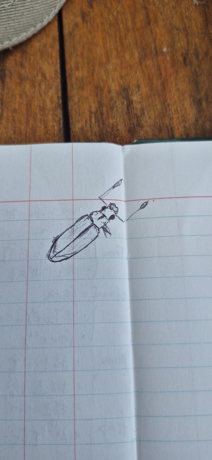 ノートに鉛筆で描いた甲虫のスケッチ