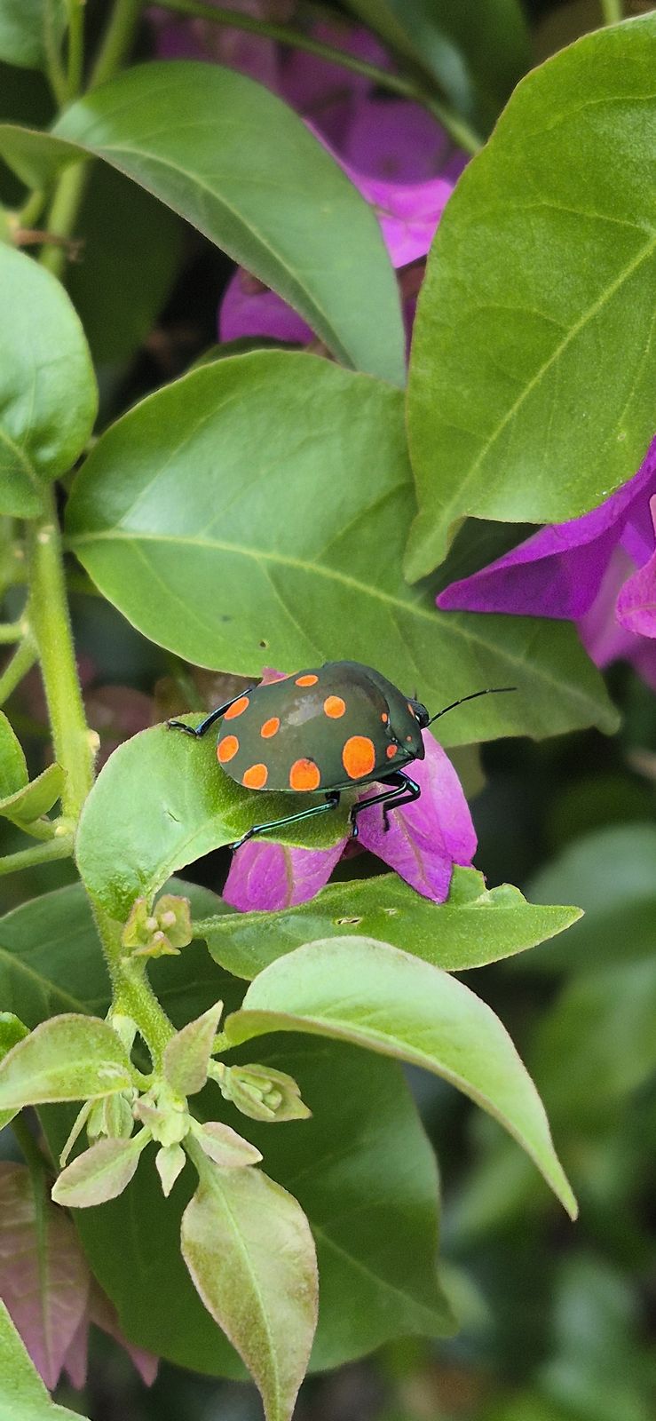 ブーゲンビリアの葉にとまるオレンジの斑紋の甲虫